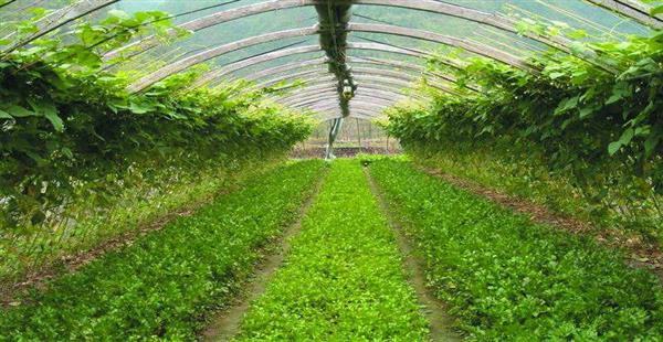 现代农业产业发展趋势及农业传感器盈利模式分析(图1)